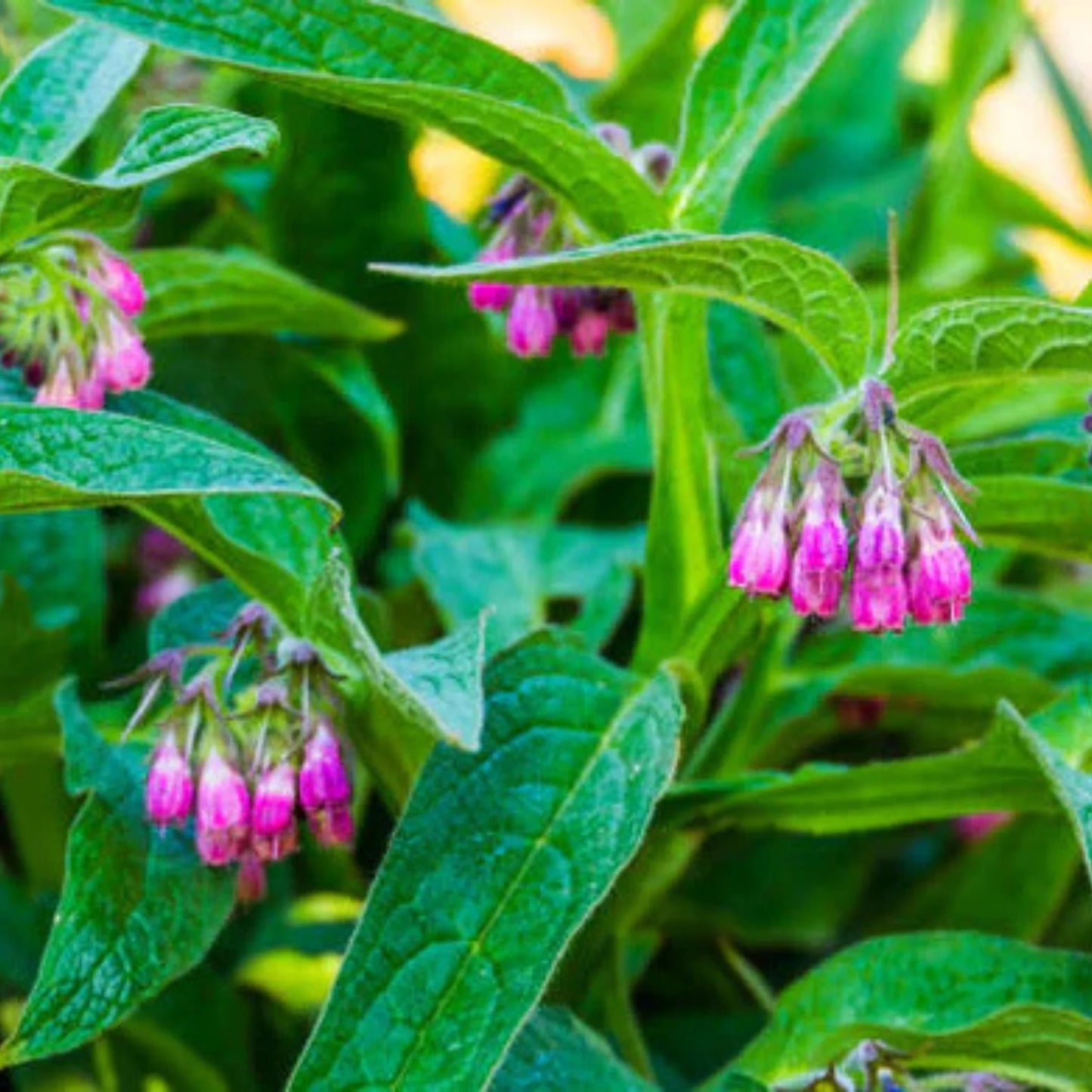 ⏰Hot Sale 60% OFF🌿Herbal Comfrey Pain Relief Patch