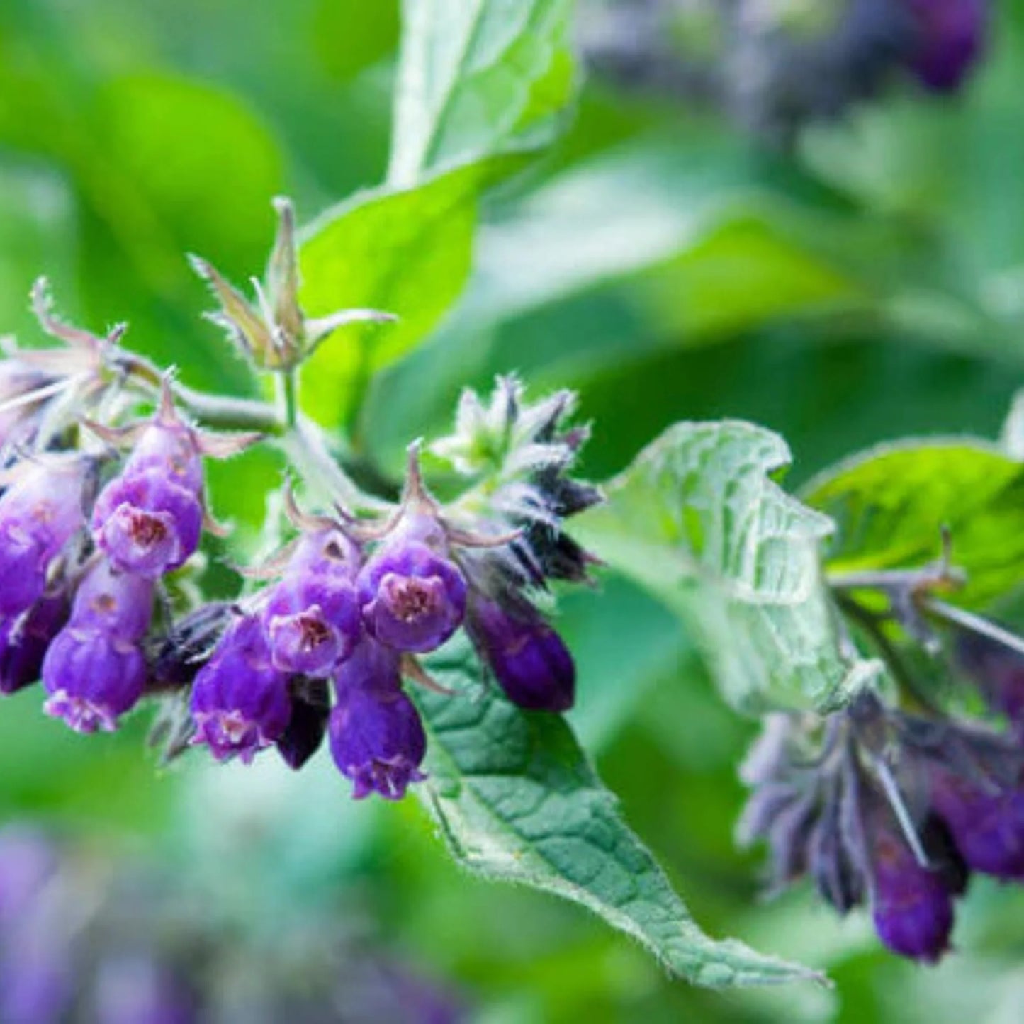 ⏰Hot Sale 60% OFF🌿Herbal Comfrey Pain Relief Patch